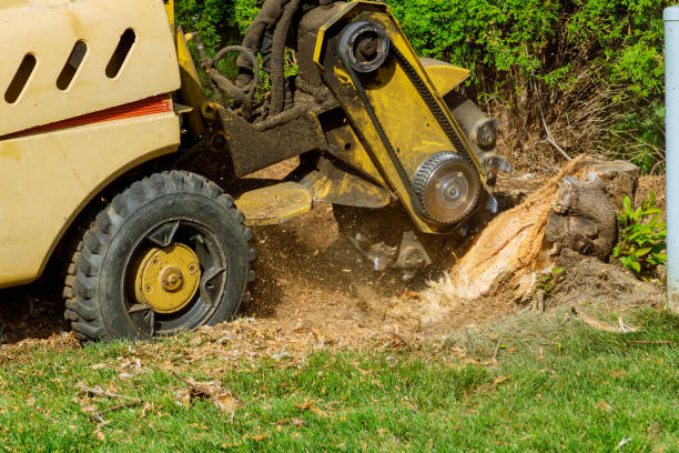 Best Tree Branch Trimming  in New Waverly, TX